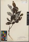 Foto von Salix humilis Marshall